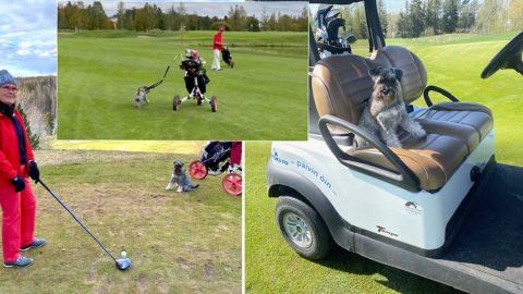 Giga osaa olla paikallaan ja hiljaa lyöntihetkellä – ja luonnollisesti poissa pallon tieltä lyöntihetkellä. Se viihtyy hyvin myös golfauton kyydissä.