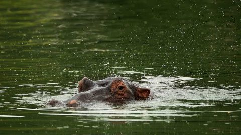 Harry The Hippo on asustellut Leopard Creekin 16:nnen vesiesteessä