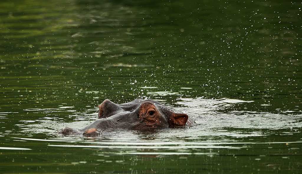 Harry The Hippo on asustellut Leopard Creekin 16:nnen vesiesteessä