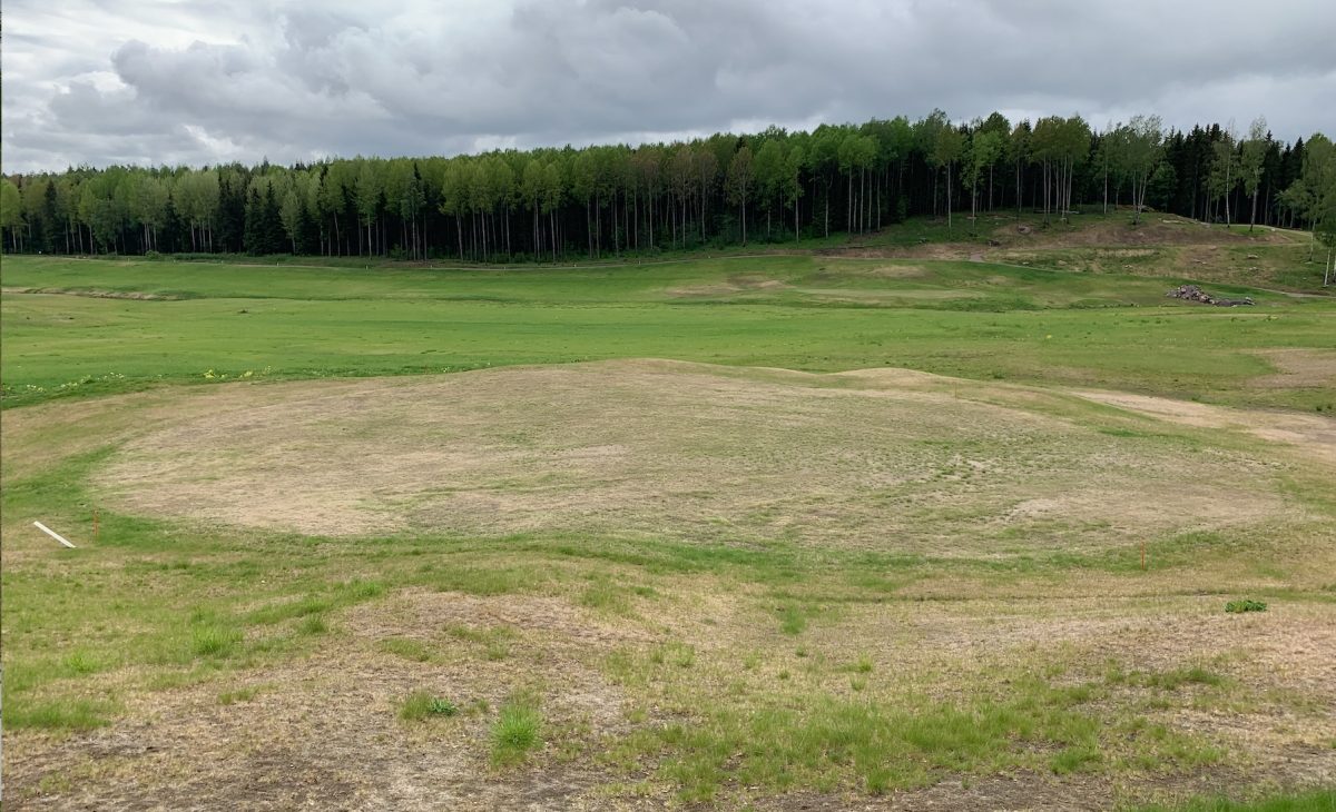 Vantaan Golfpuiston viheriöt ovat palaneen ja niiden pinnat pitää laittaa uusiksi
