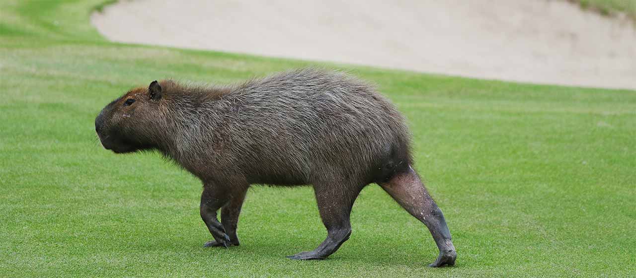 Kapybarat viihtyvät golfkentällä